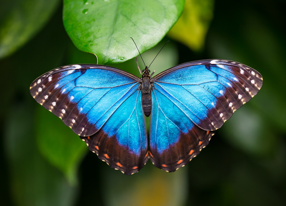 blue morpho butterfly