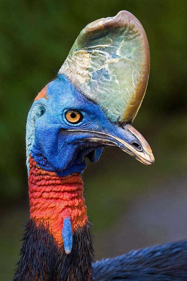 cassowary head