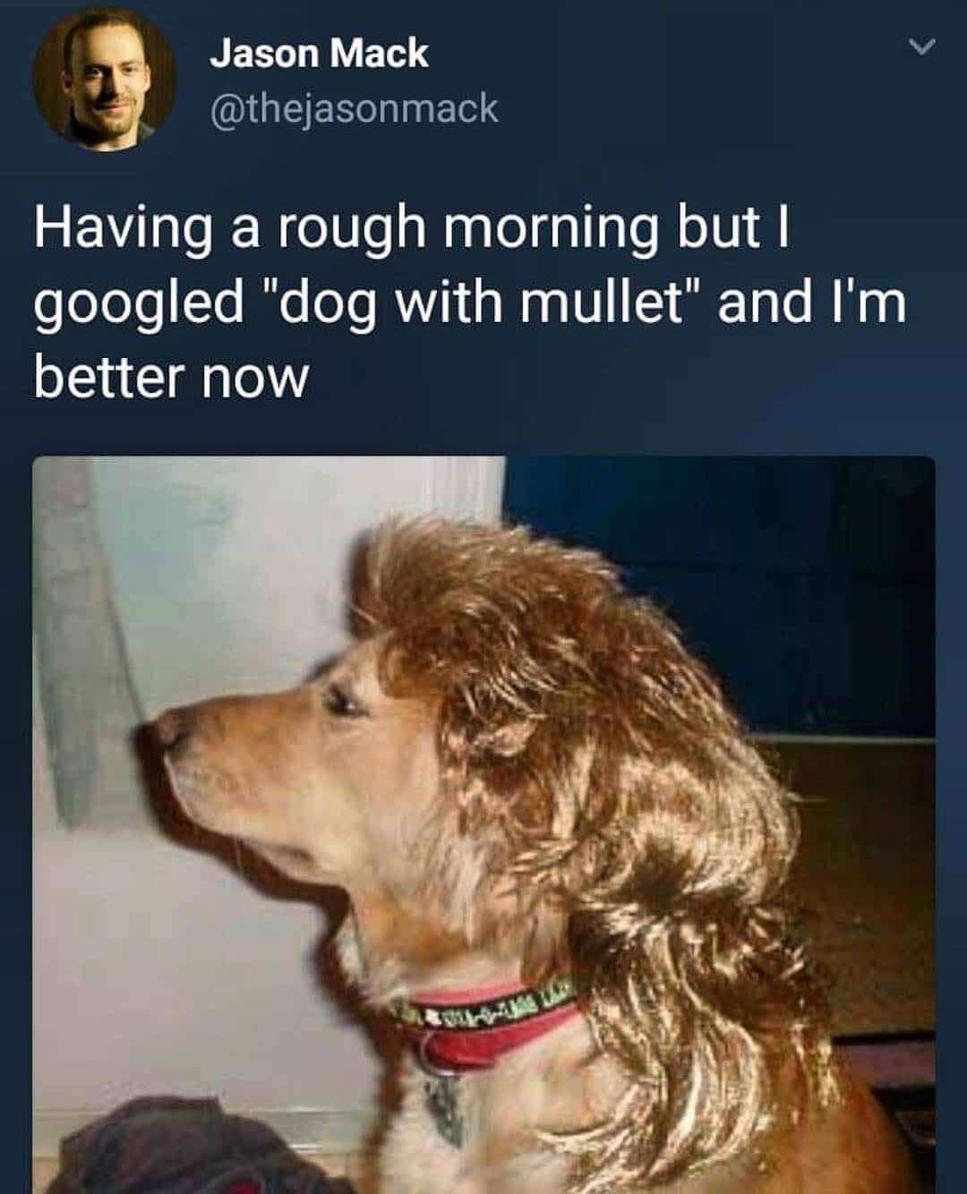 dog mullet - Jason Mack Having a rough morning but I googled "dog with mullet" and I'm better now