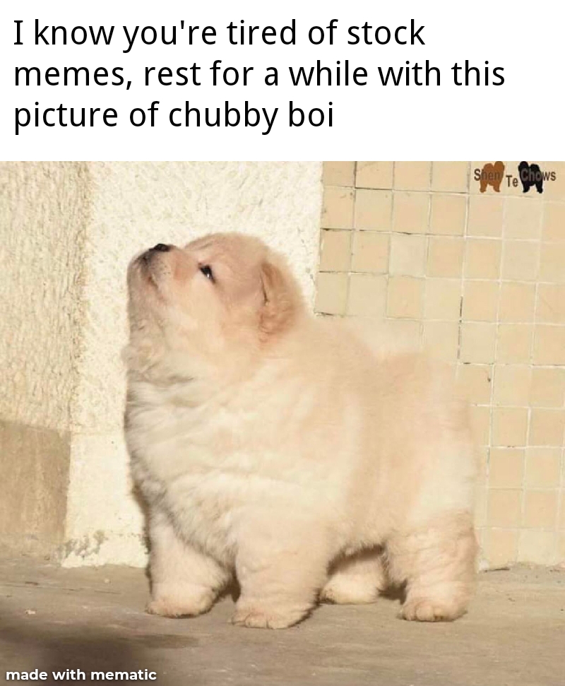 funny memes and pics - Dog - I know you're tired of stock memes, rest for a while with this picture of chubby boi Sher Te Chows made with mematic