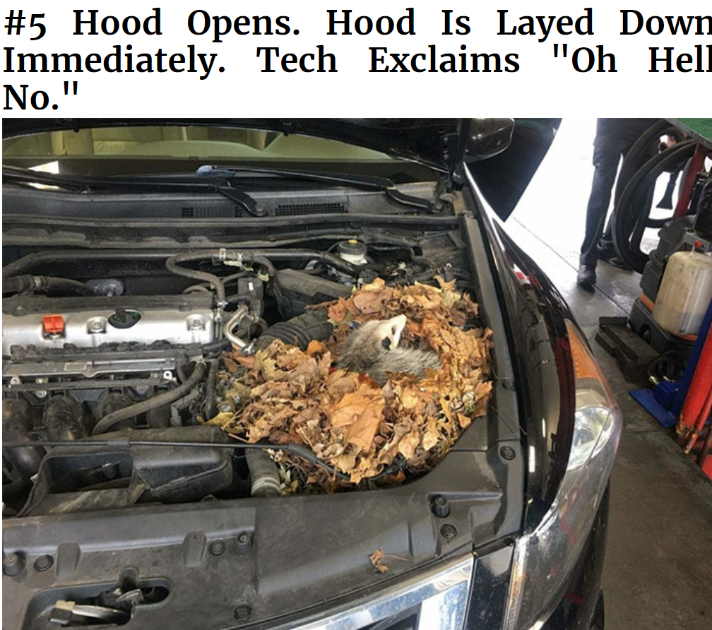 weird things mechanics find in cars - Hood Opens. Hood Is Layed Down Immediately. Tech Exclaims "Oh Hell No."