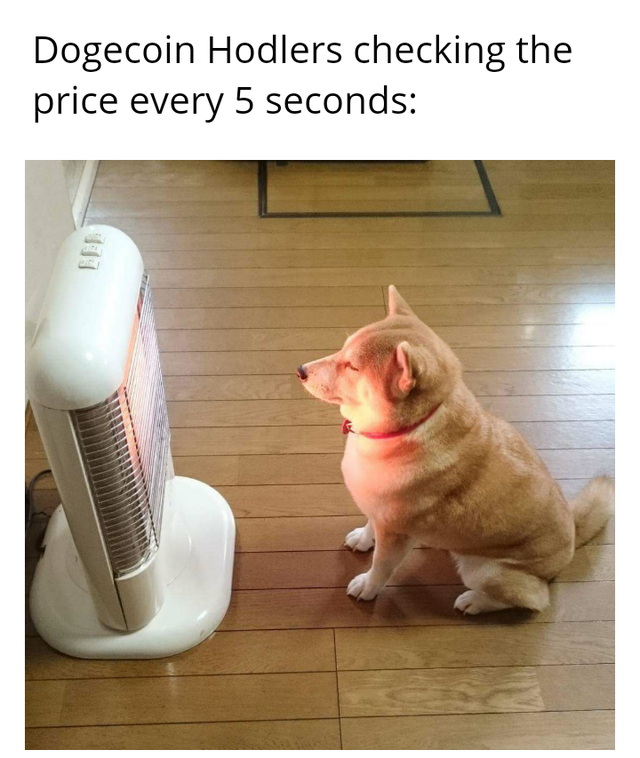 dog infront of heater - Dogecoin Hodlers checking the price every 5 seconds