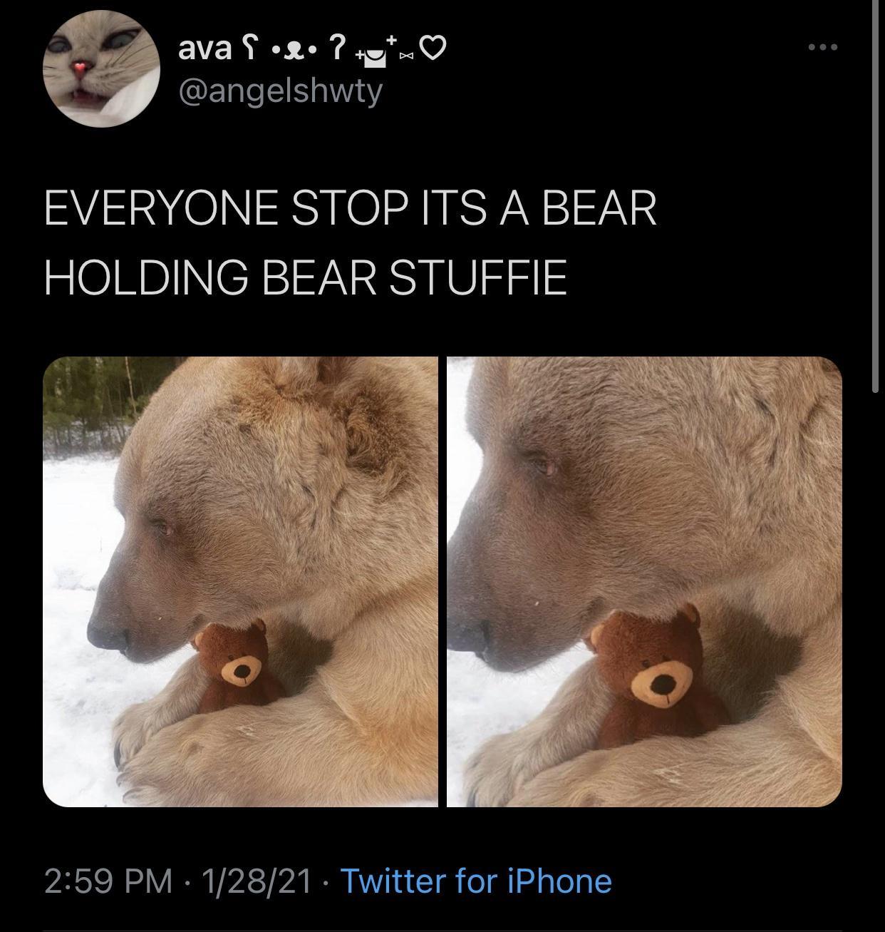 fauna - ava ...? Everyone Stop Its A Bear Holding Bear Stuffie 12821 Twitter for iPhone