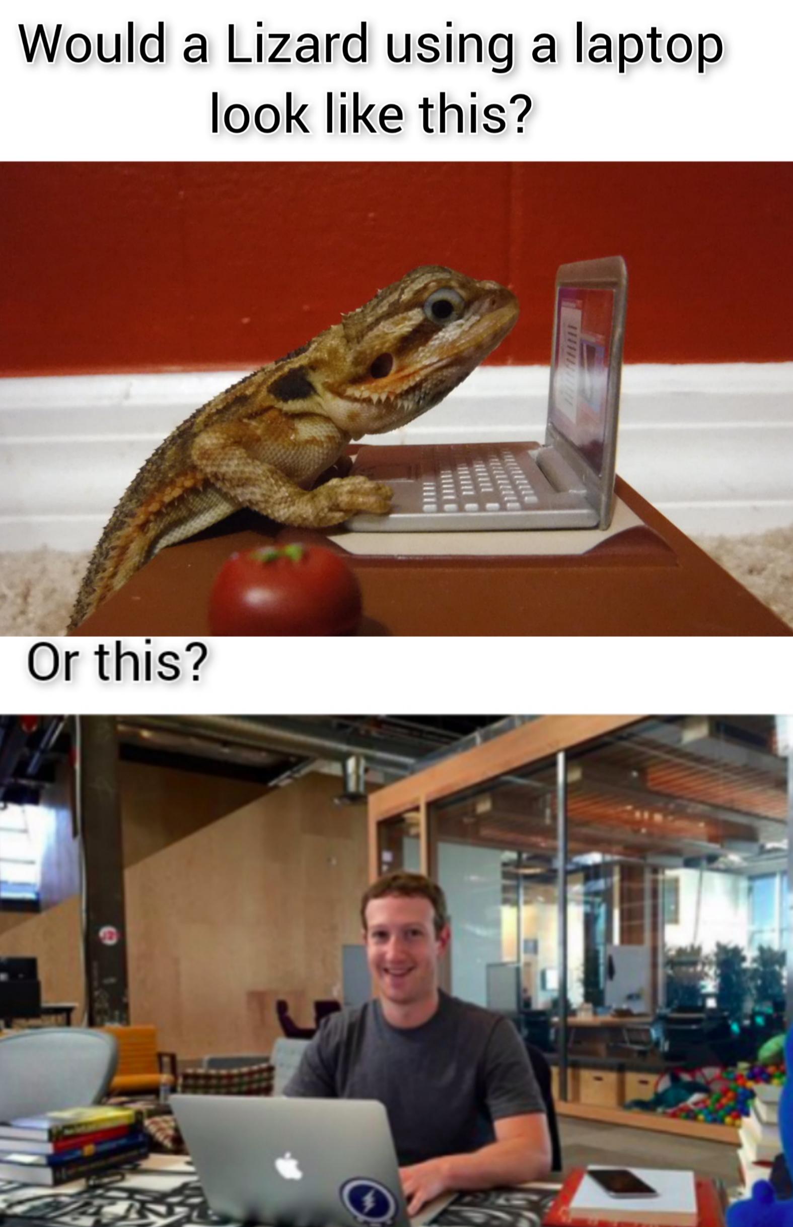 mark zuckerberg table - Would a Lizard using a laptop look this? Or this?