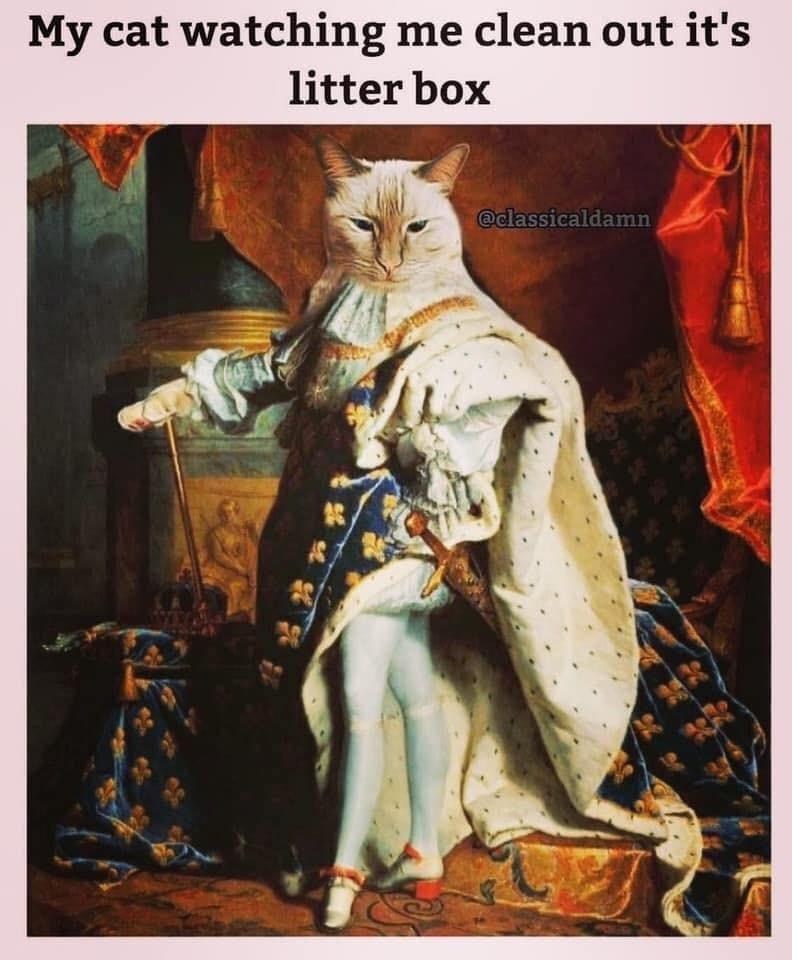 louis xiv - My cat watching me clean out it's litter box S