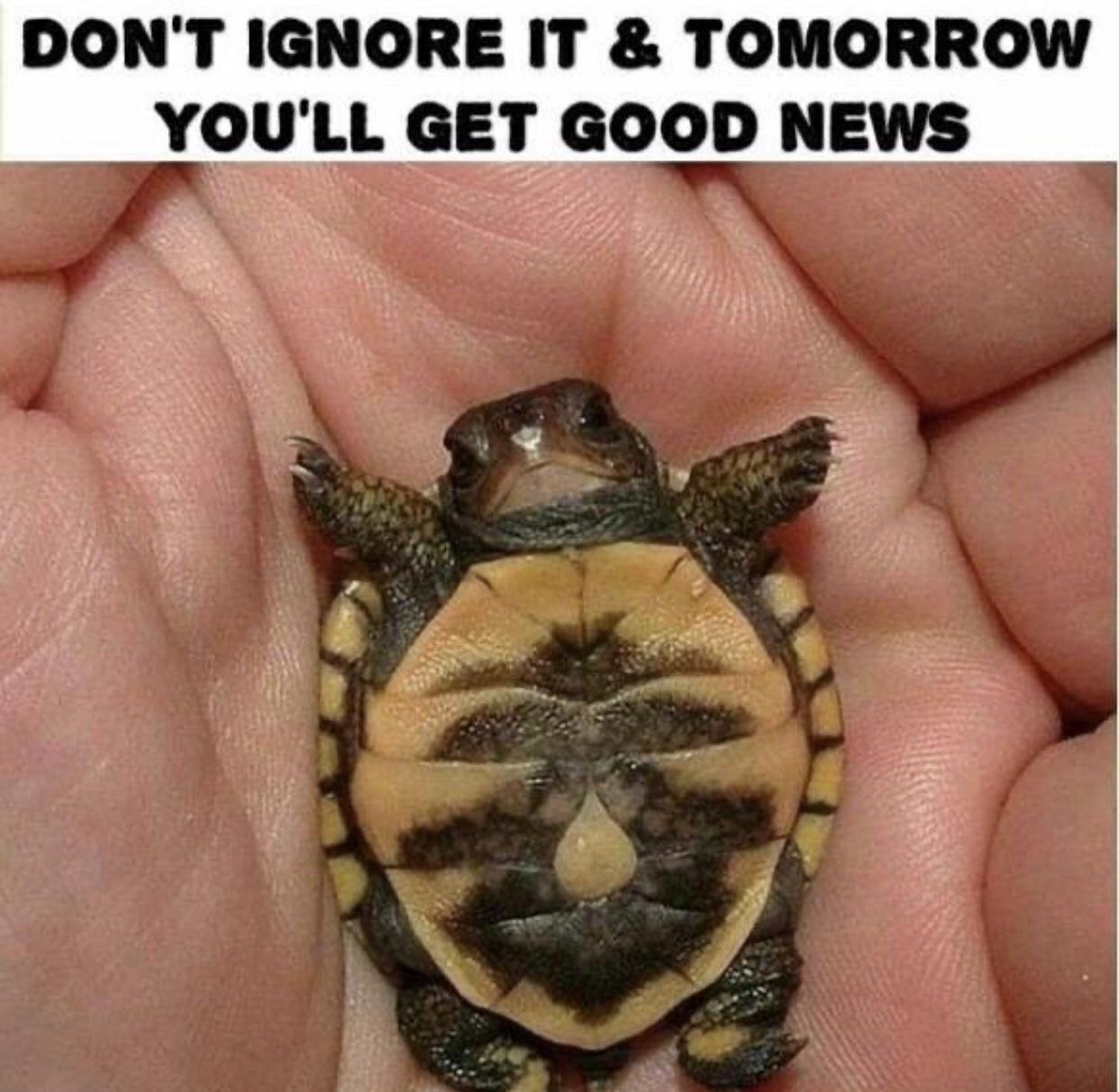little turtles - Don'T Ignore It & Tomorrow You'Ll Get Good News