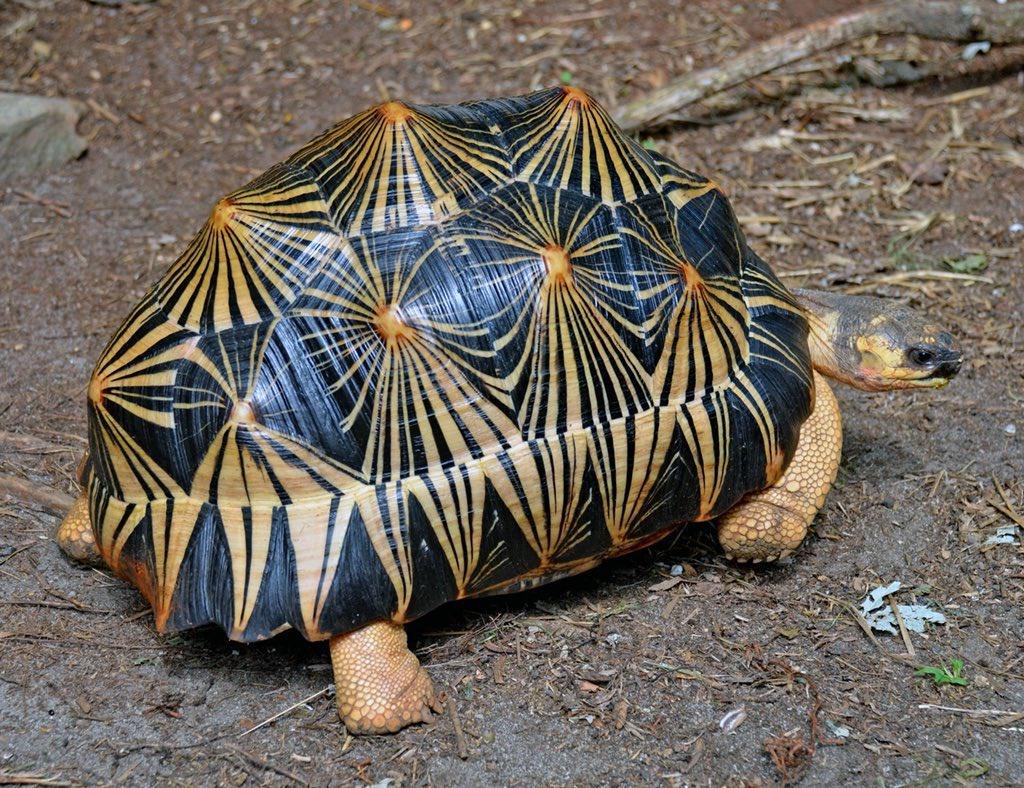 radiated tortoise