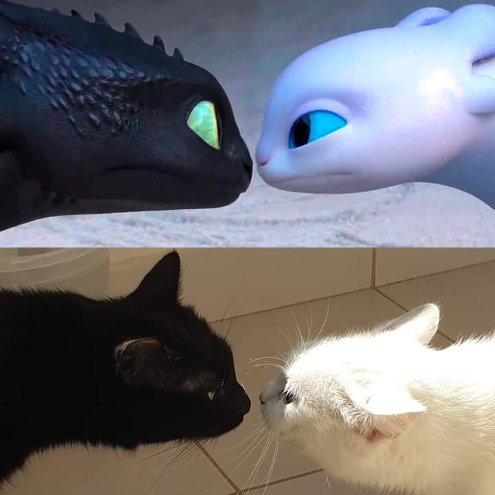 train your dragon cats