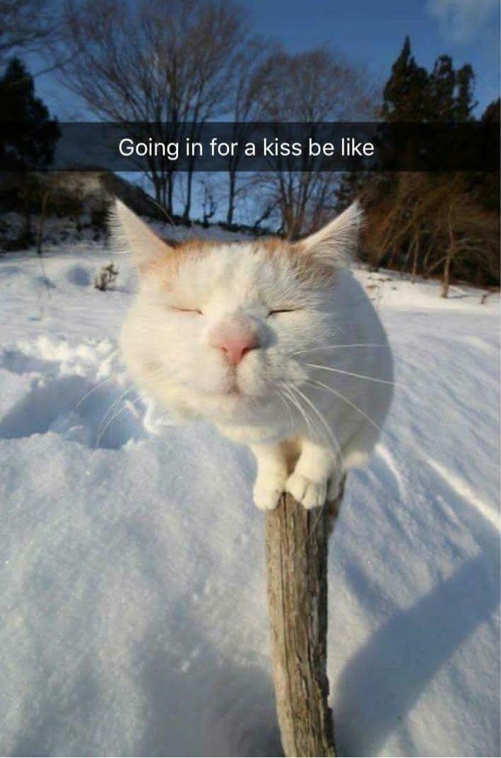 happy friday winter cat - Going in for a kiss be