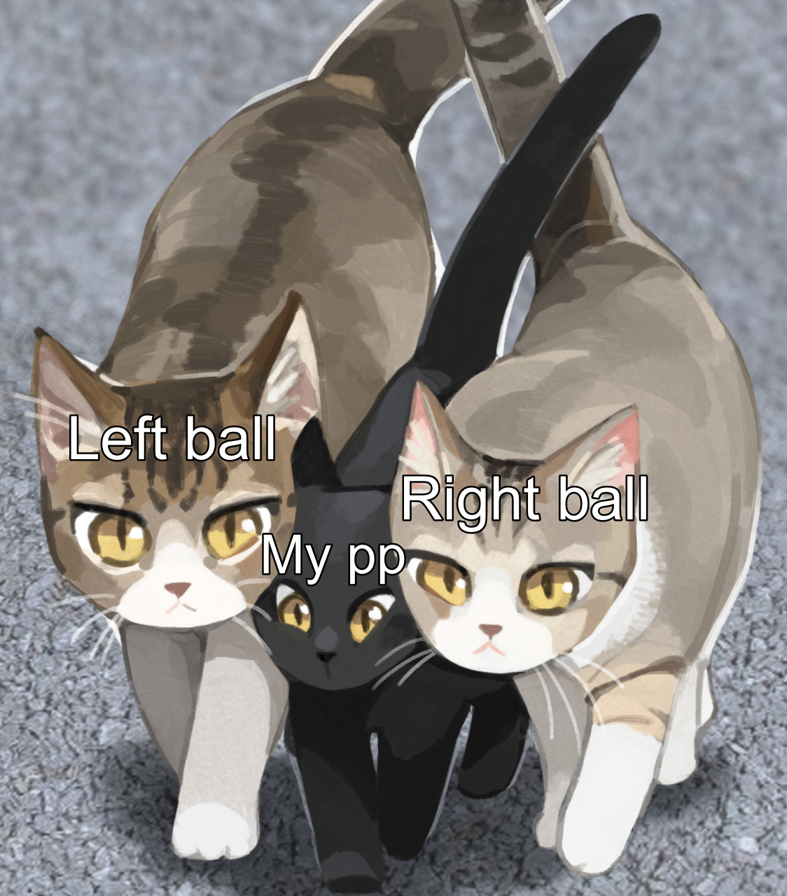 domestic short haired cat - Left ball Right ball My pp