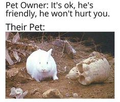 killer rabbit of caerbannog - Pet Owner It's ok, he's friendly, he won't hurt you. Their Pet