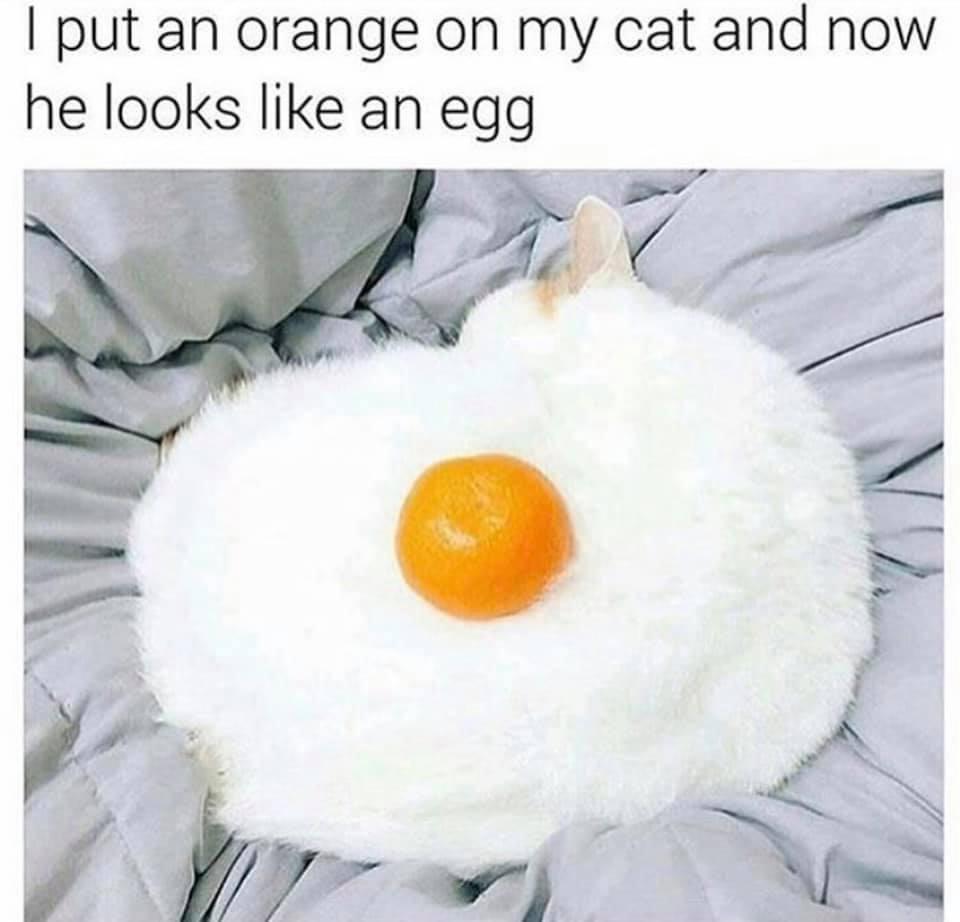 cat egg meme - I put an orange on my cat and now he looks an egg
