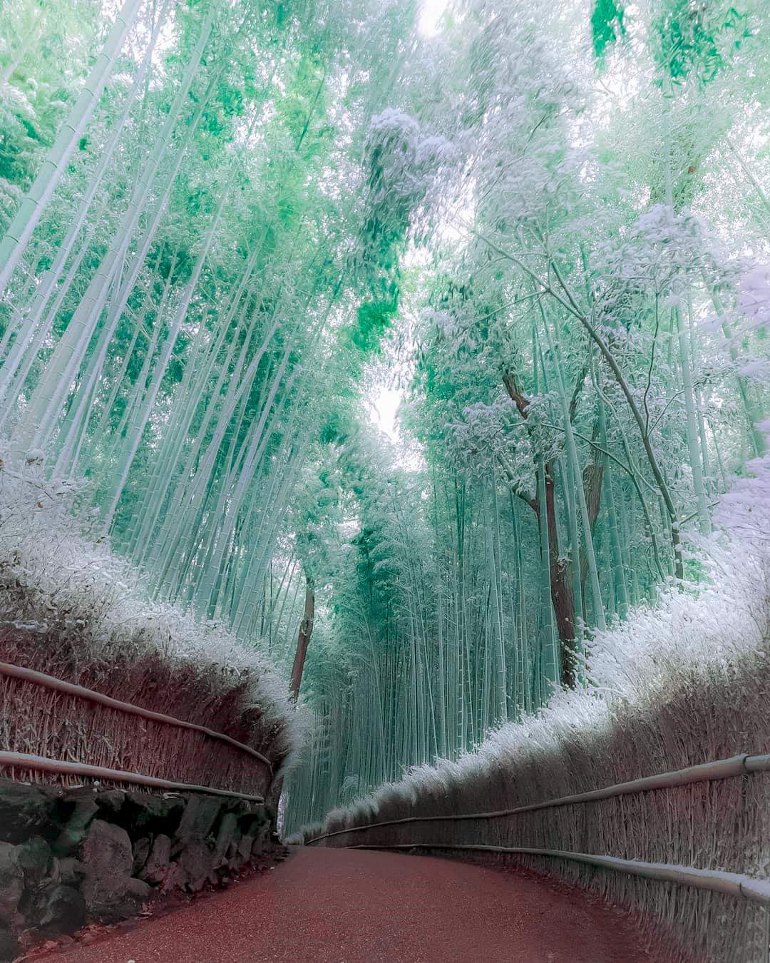 funny memes and random pics - famous bamboo forest in kyoto