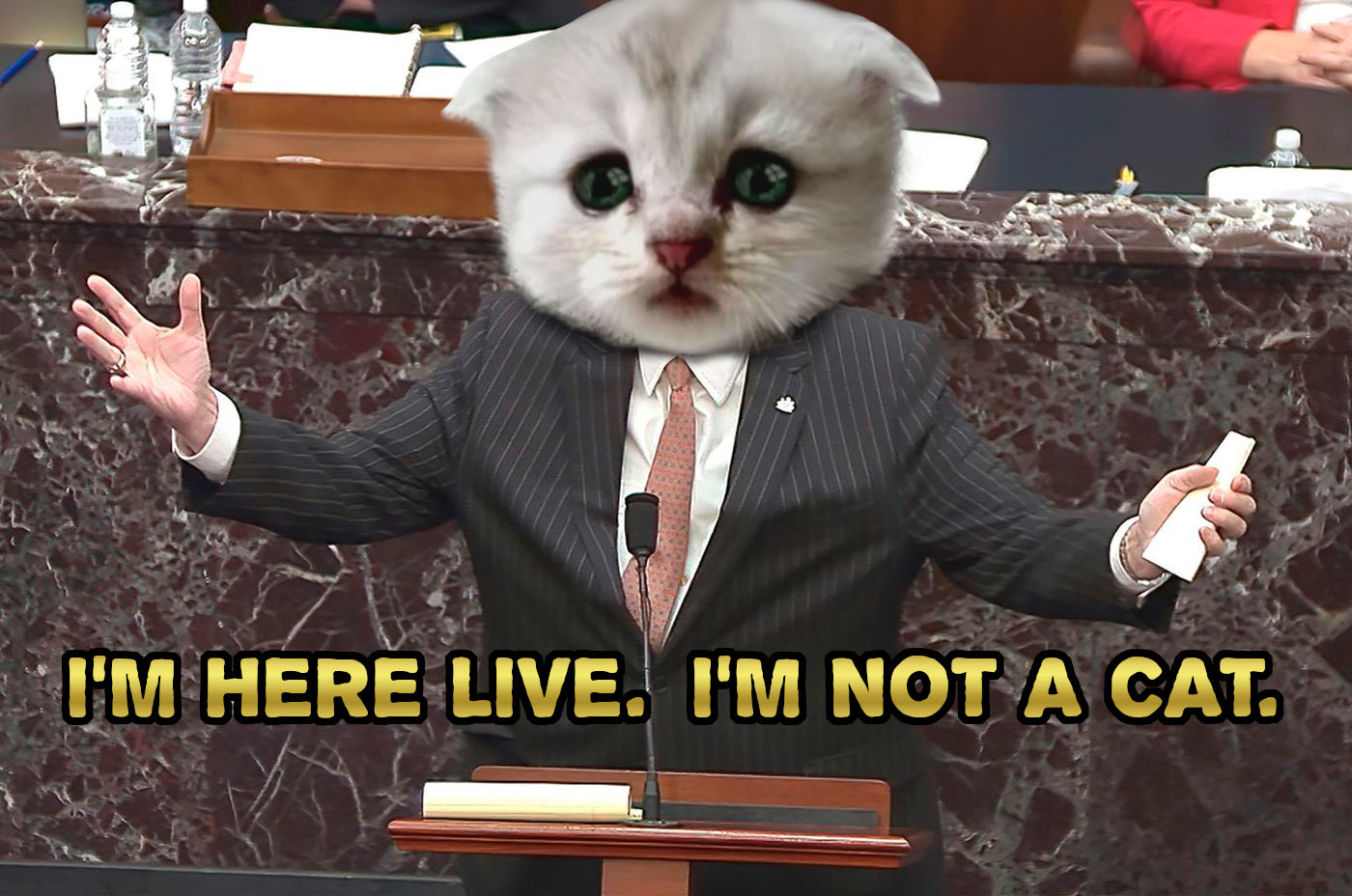 funny memes and random pics - Donald Trump - I'M Here Live. I'M Not A Cat.