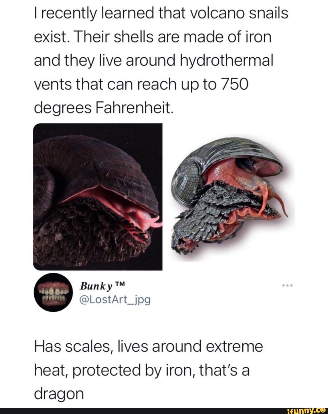 funny memes and random pics - reptile - I recently learned that volcano snails exist. Their shells are made of iron and they live around hydrothermal vents that can reach up to 750 degrees Fahrenheit. Tm Bunky Has scales, lives around extreme heat, protec