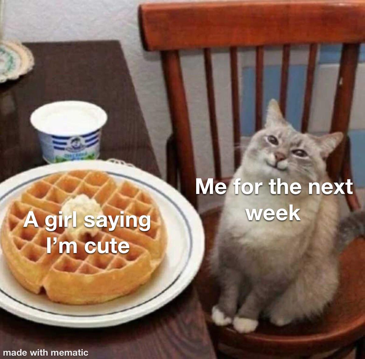 funny memes and random pics - cat with waffle meme template - Me for the next week A girl saying I'm cute made with mematic