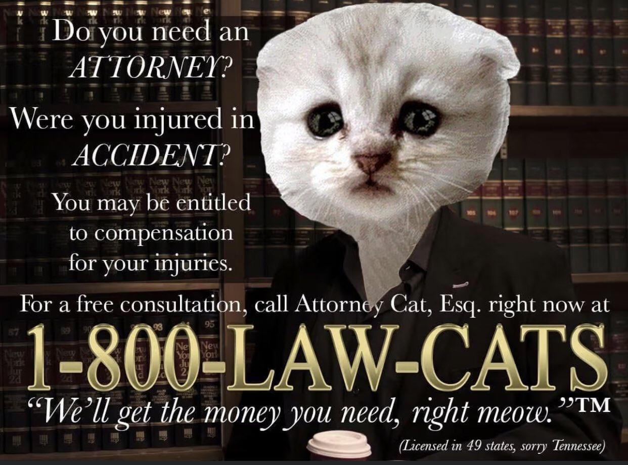 photo caption - w Do you need an Attorney? Were you injured in Accident? You may be entitled to compensation for your injuries. For a free consultation, call Attornoy Cat, Esq. right now at 95 1800LawCats We'll get the money you need, right meow. Tm Licen