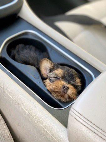 funny memes and pics - dog in cup holder twitter