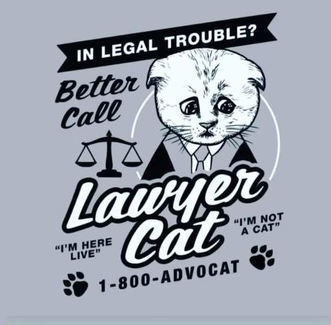 funny memes and pics - poster - In Legal Trouble? Better Call Lawyer Cat "I'M Not A Cat" "I'M Here Live" 1800Advocat