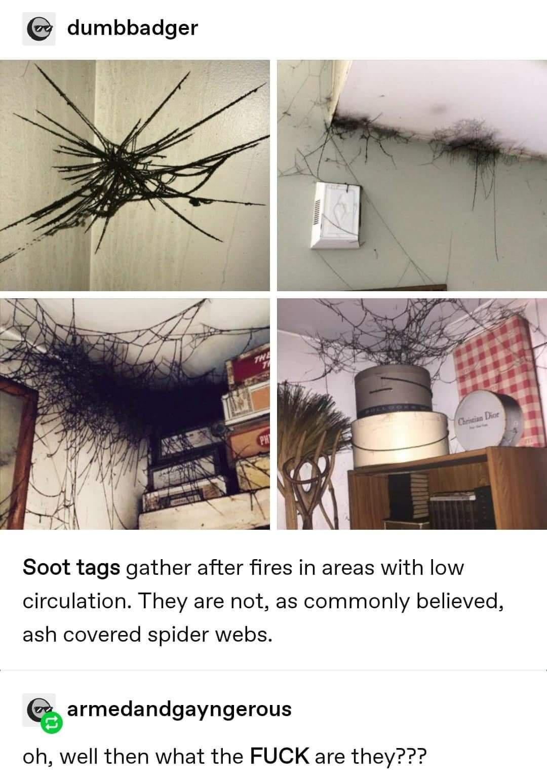 funny memes and pics - design - Ce dumbbadger Tha Christian Dior Ph Soot tags gather after fires in areas with low circulation. They are not, as commonly believed, ash covered spider webs. armedandgayngerous oh, well then what the Fuck are they???