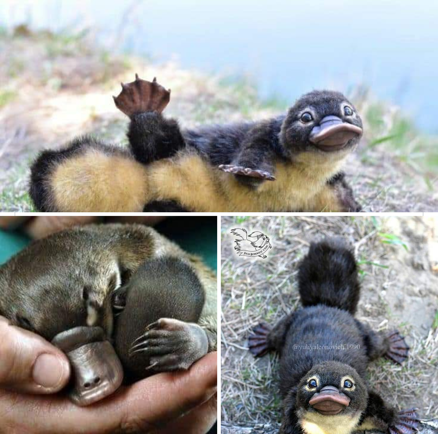 funny pictures - platypus cute - ha del