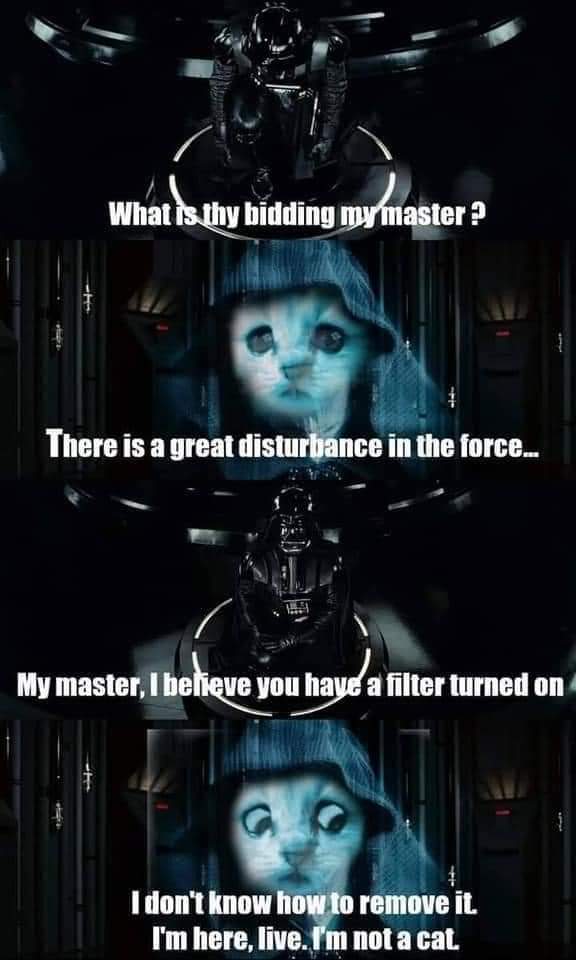 funny pictures - marseille - What is thy bidding my master? There is a great disturbance in the force.. My master, I believe you have a filter turned on I don't know how to remove it I'm here, live. I'm not a cat.