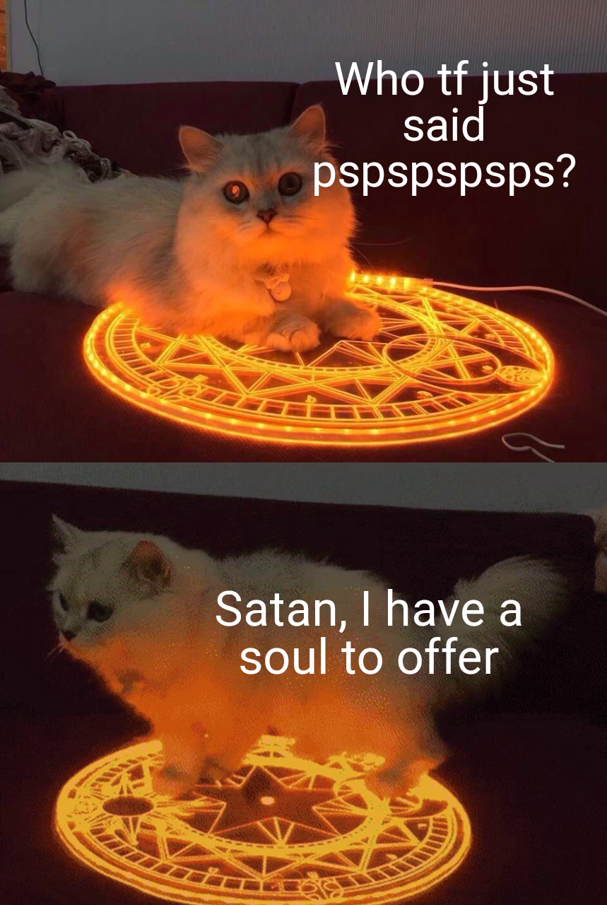 funny pictures - demonic little grey cat - Who tf just said pspspspsps? Satan, I have a soul to offer 2