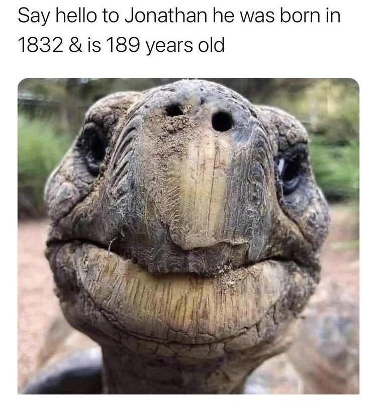 funny memes - jonathan oldest known living terrestrial animal - Say hello to Jonathan he was born in 1832 & is 189 years old