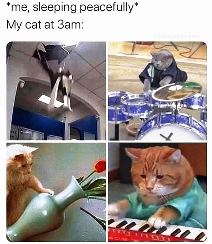 funny memes - me sleeping peacefully my cat at 3am meme - me, sleeping peacefully My cat at 3am