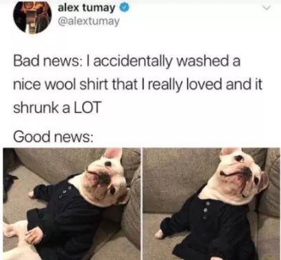 puppy memes - alex tumay Bad news I accidentally washed a nice wool shirt that I really loved and it shrunk a Lot Good news