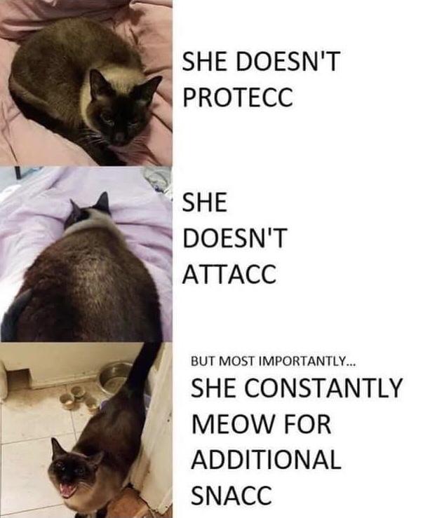 cat hungry meme - She Doesn'T Protecc She Doesn'T Attacc But Most Importantly... She Constantly Meow For Additional Snacc