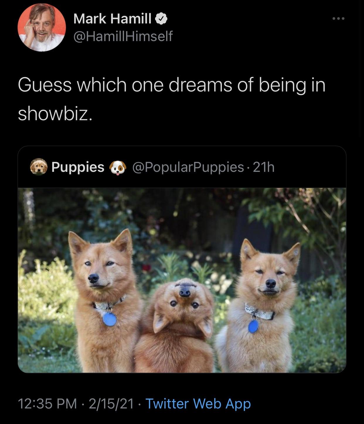 dog turns head 180 degrees - Mark Hamill Himself Guess which one dreams of being in showbiz. Puppies 21h 21521 Twitter Web App