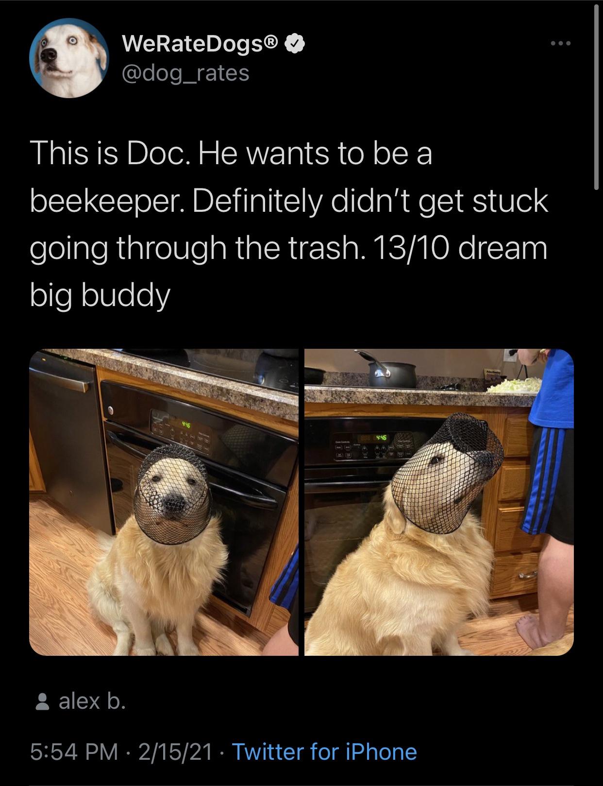 dog - WeRateDogs This is Doc. He wants to be a beekeeper. Definitely didn't get stuck going through the trash. 1310 dream big buddy 446 alex b. 21521 Twitter for iPhone