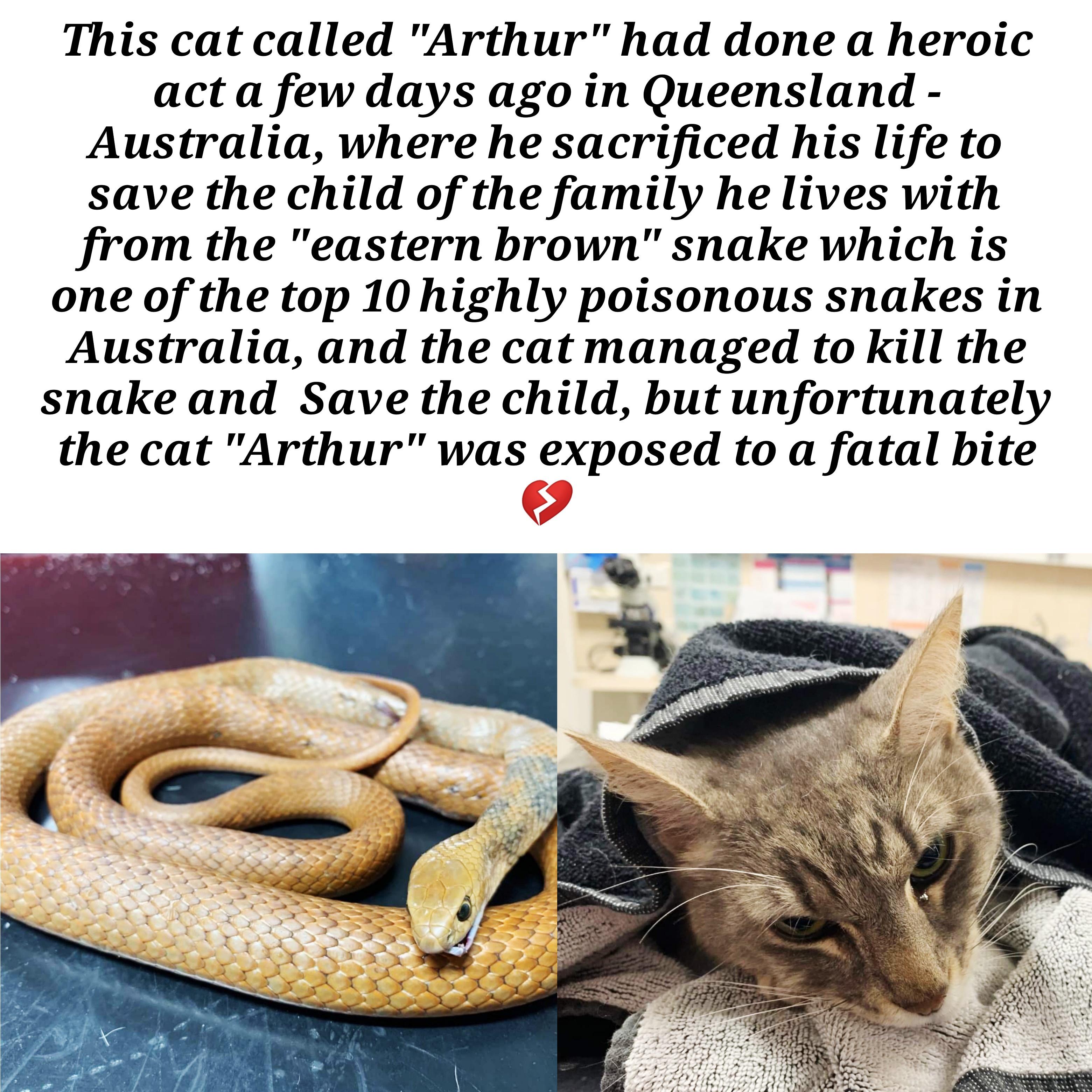Snake - This cat called "Arthur" had done a heroic act a few days ago in Queensland Australia, where he sacrificed his life to save the child of the family he lives with from the "eastern brown" snake which is one of the top 10 highly poisonous snakes in…