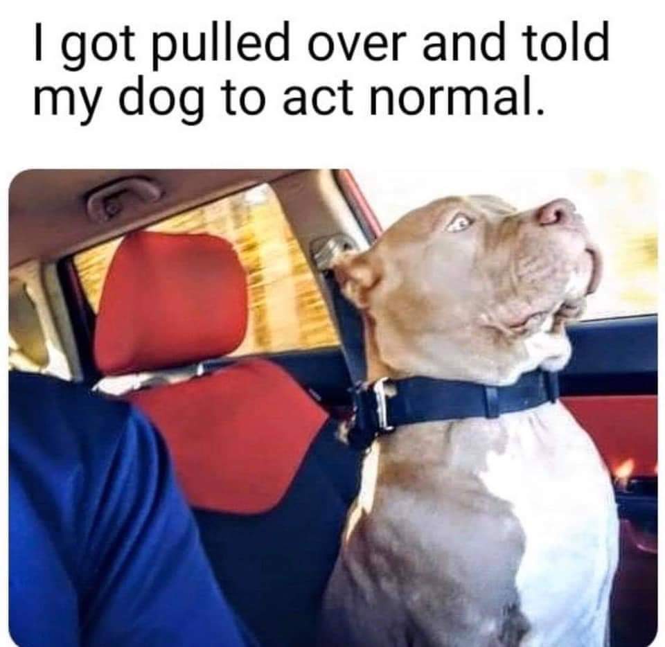 dog meme act normal - I got pulled over and told my dog to act normal.