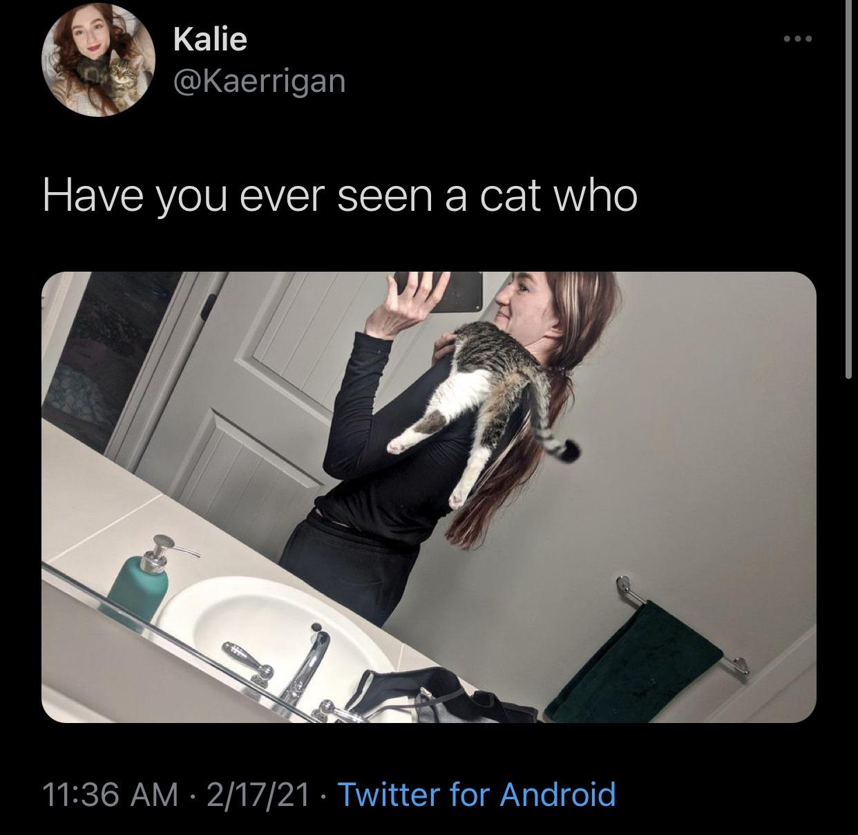 arm - Kalie Have you ever seen a cat who th 21721 Twitter for Android