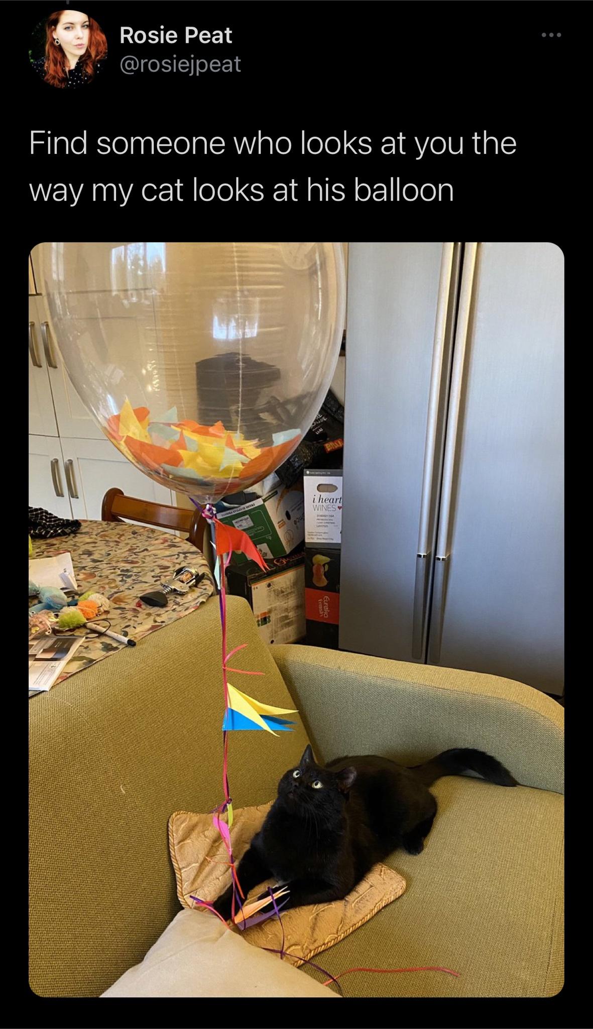 cat - Rosie Peat Find someone who looks at you the way my cat looks at his balloon i heart Wines Eureka
