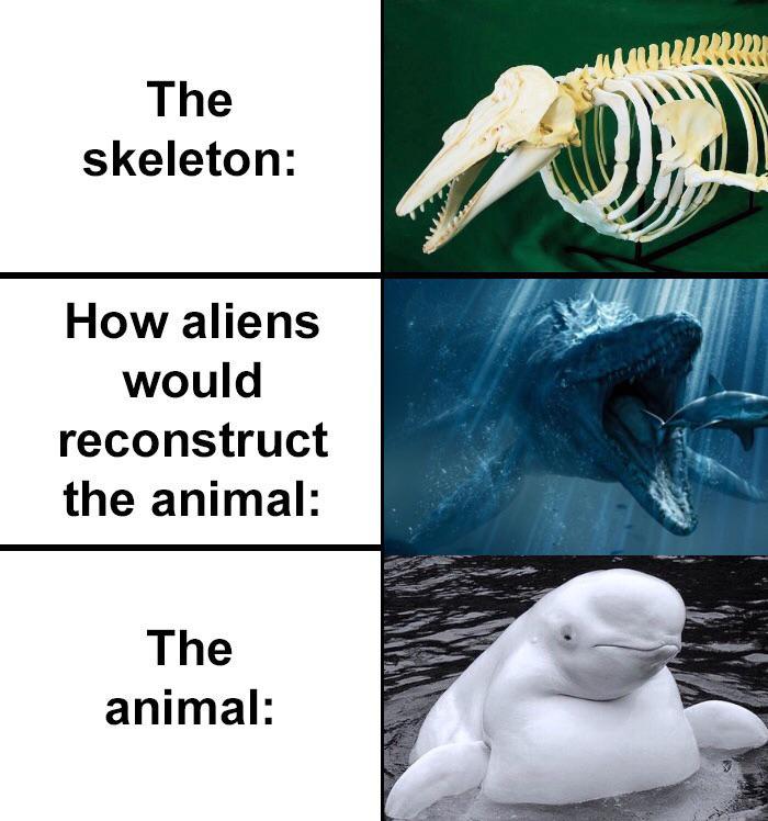 aliens reconstruction skull - The skeleton How aliens would reconstruct the animal The animal