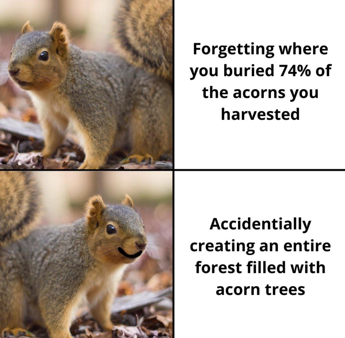 fauna - Forgetting where you buried 74% of the acorns you harvested Accidentially creating an entire forest filled with acorn trees