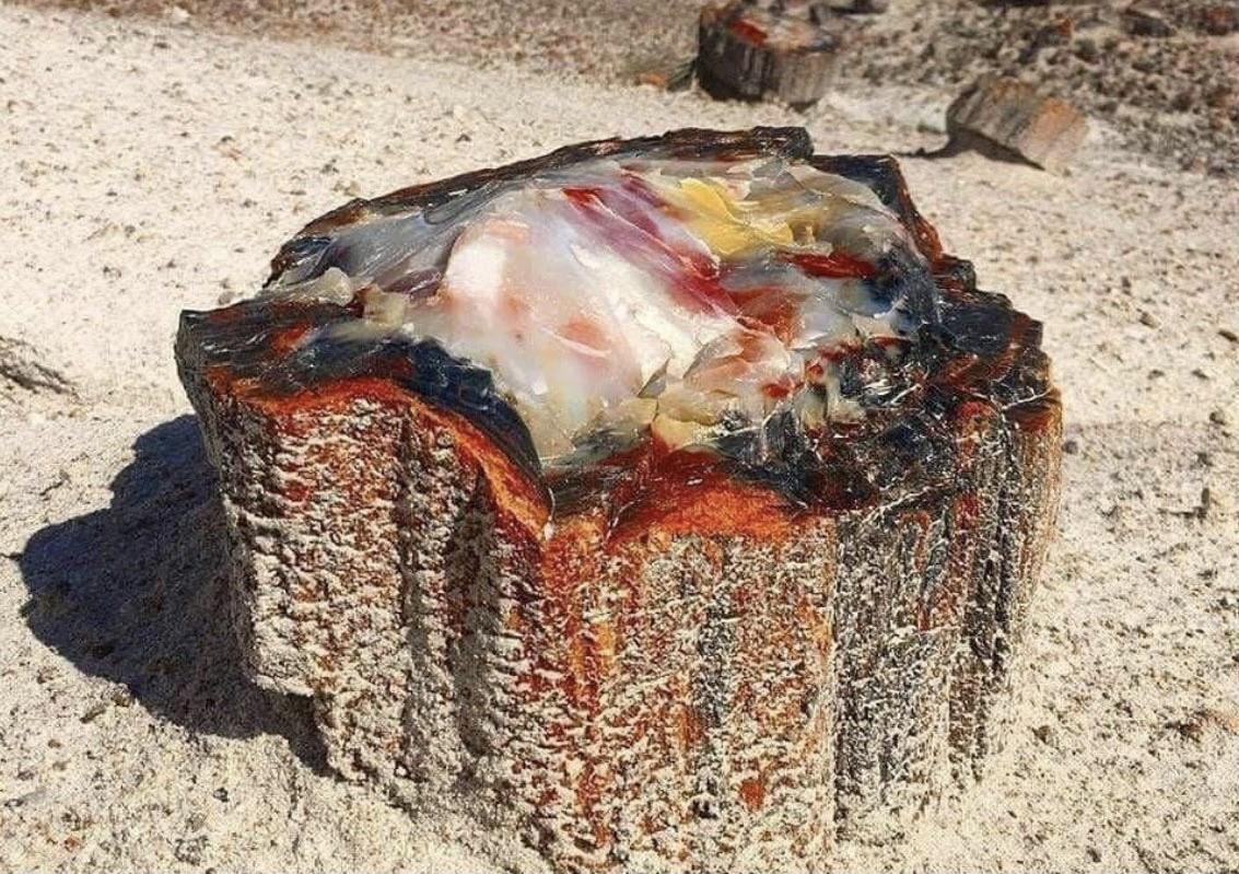 facts about 225 million years old petrified opal tree trunk