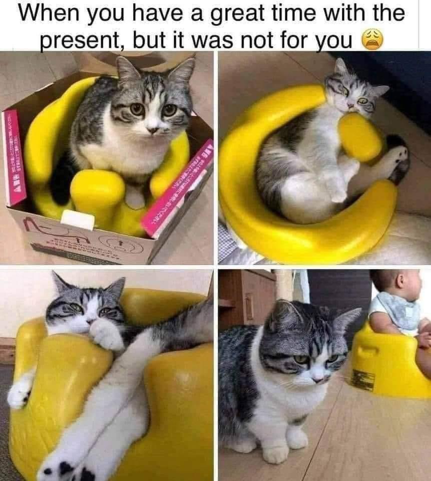 Cat - When you have a great time with the present, but it was not for you