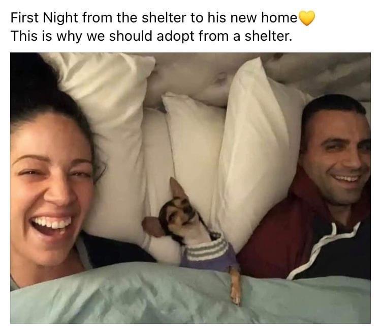 photo caption - First Night from the shelter to his new home This is why we should adopt from a shelter.