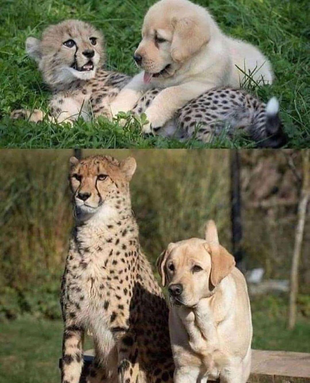 cheetahs are naturally nervous