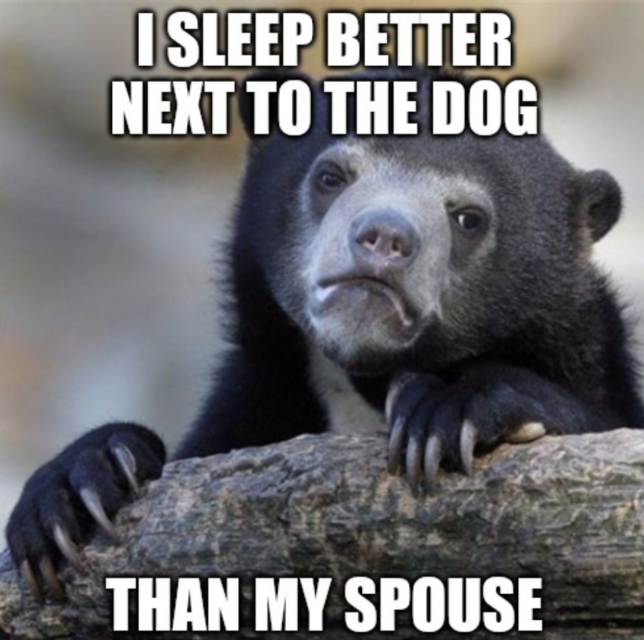 confession bear - I Sleep Better Next To The Dog Than My Spouse