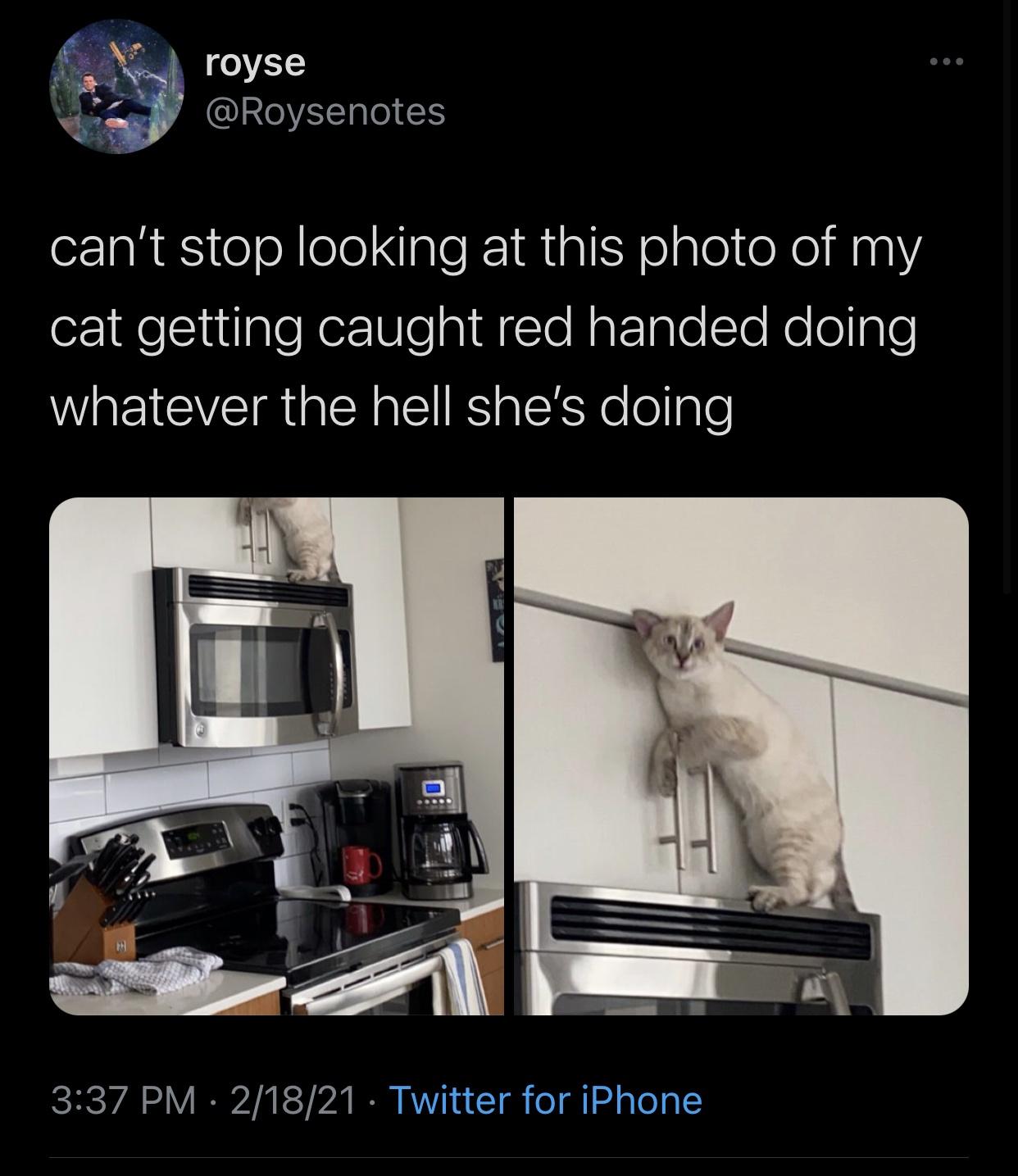 photo caption - royse can't stop looking at this photo of my cat getting caught red handed doing whatever the hell she's doing 21821 Twitter for iPhone