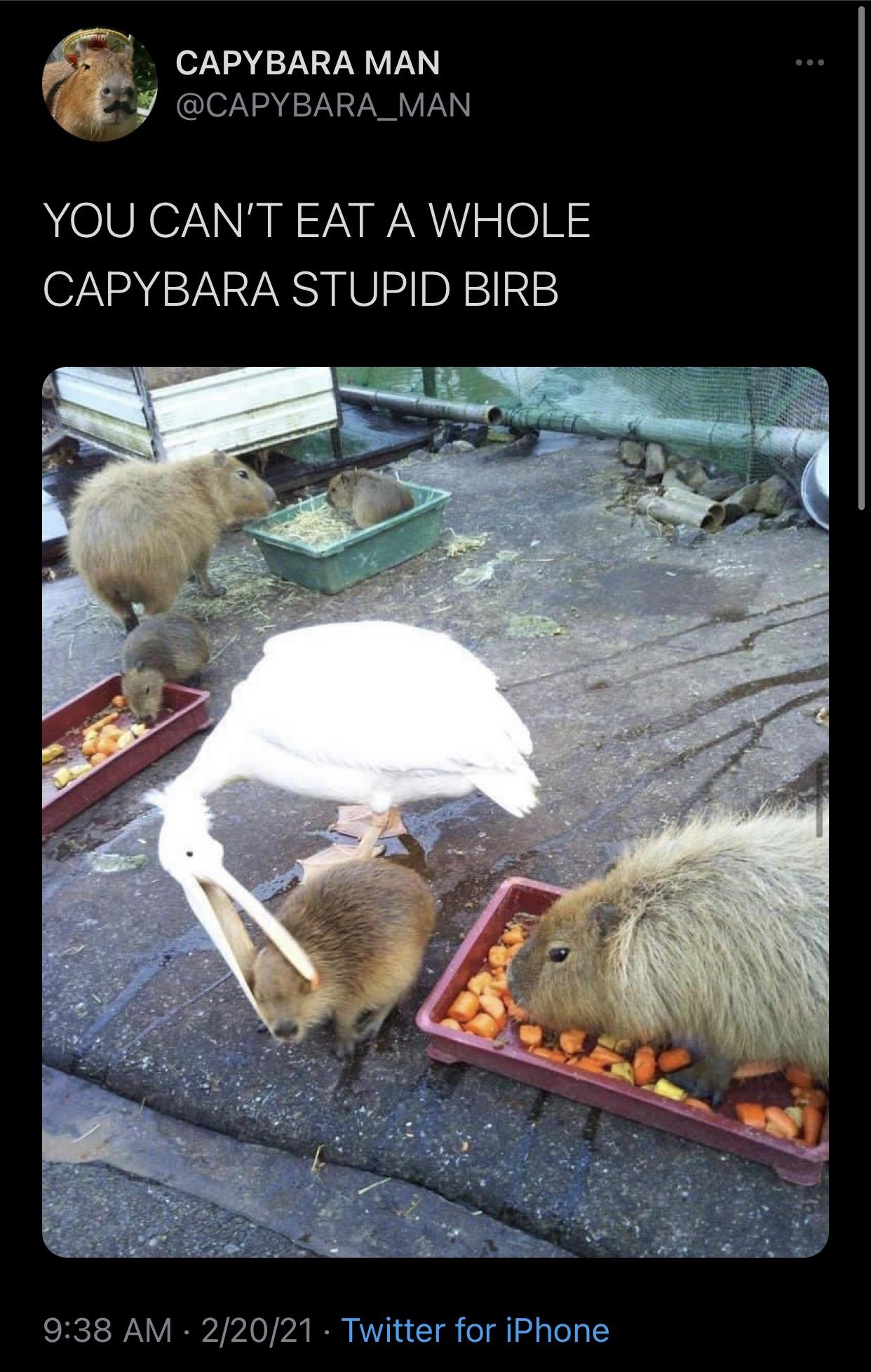 Capybara Man You Can'T Eat A Whole Capybara Stupid Birb 22021 Twitter for iPhone