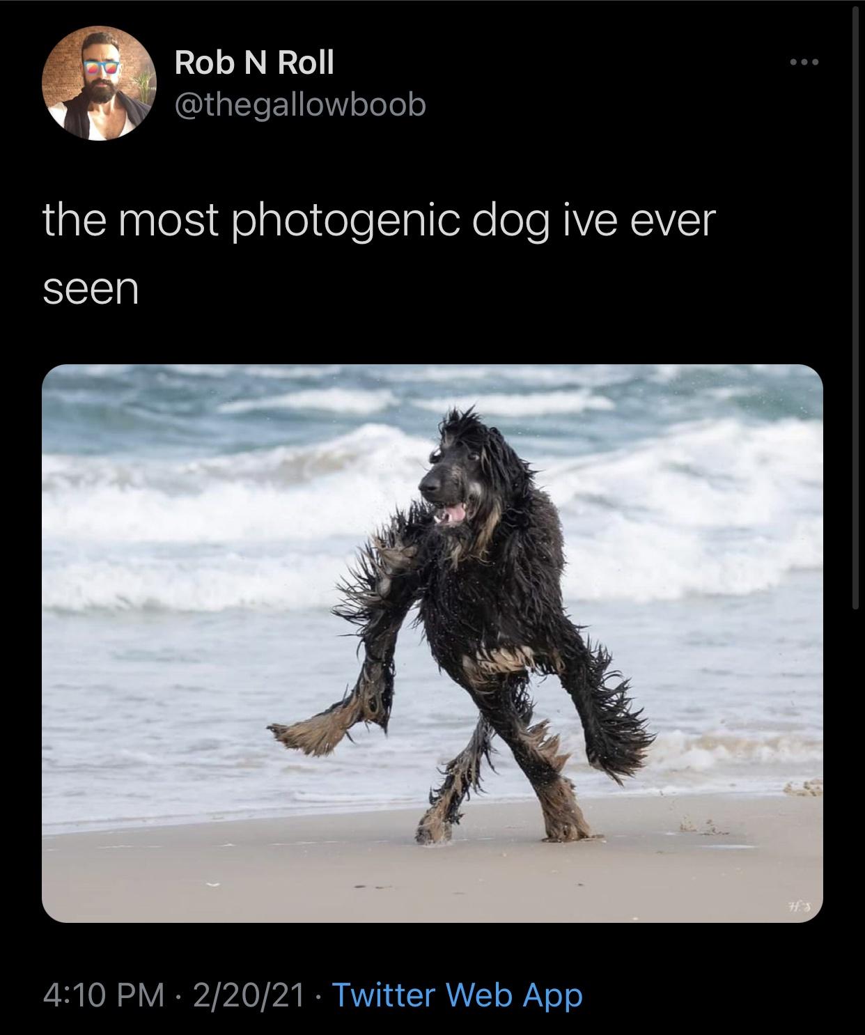 photo caption - Rob N Roll the most photogenic dog ive ever seen H3 22021 Twitter Web App
