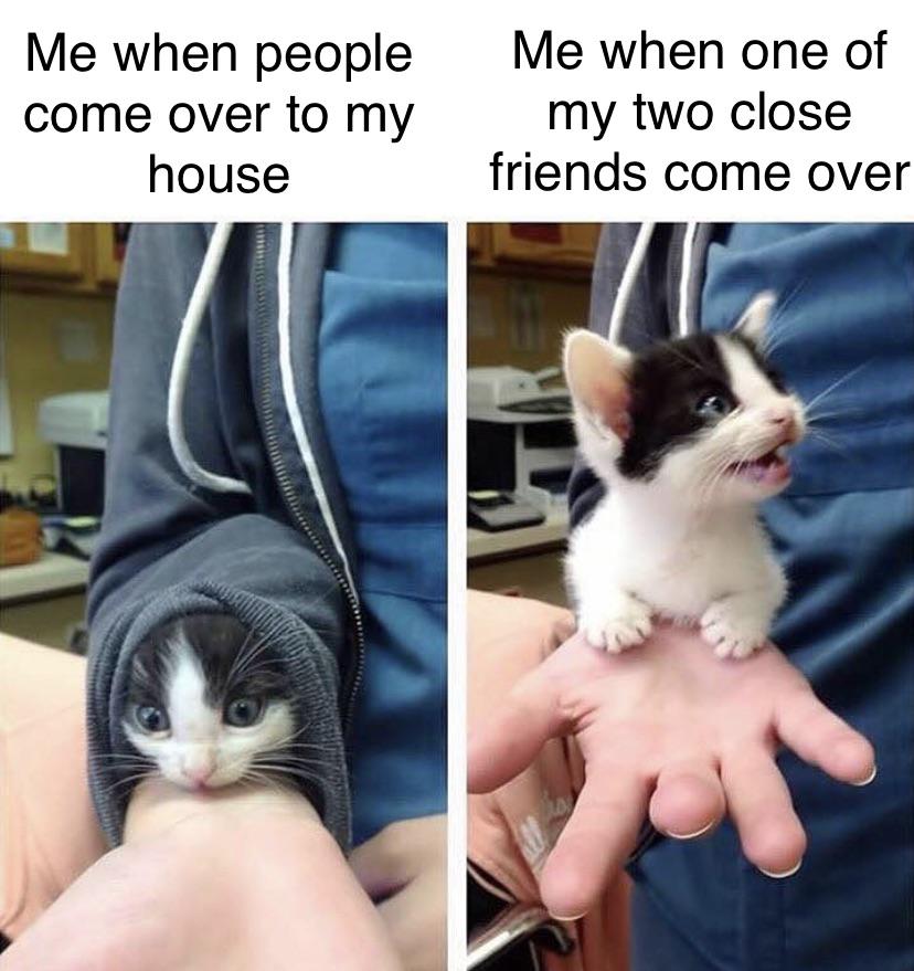 sleeve kitten - Me when people come over to my house Me when one of my two close friends come over