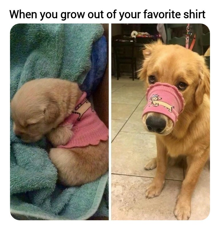 funny cute dogs memes - When you grow out of your favorite shirt