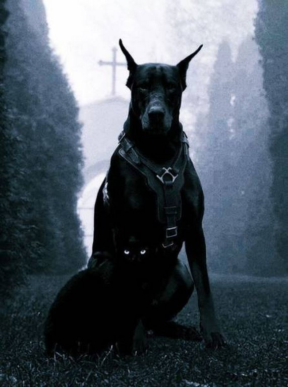 aesthetic black dog